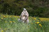 SHIH TZU 268